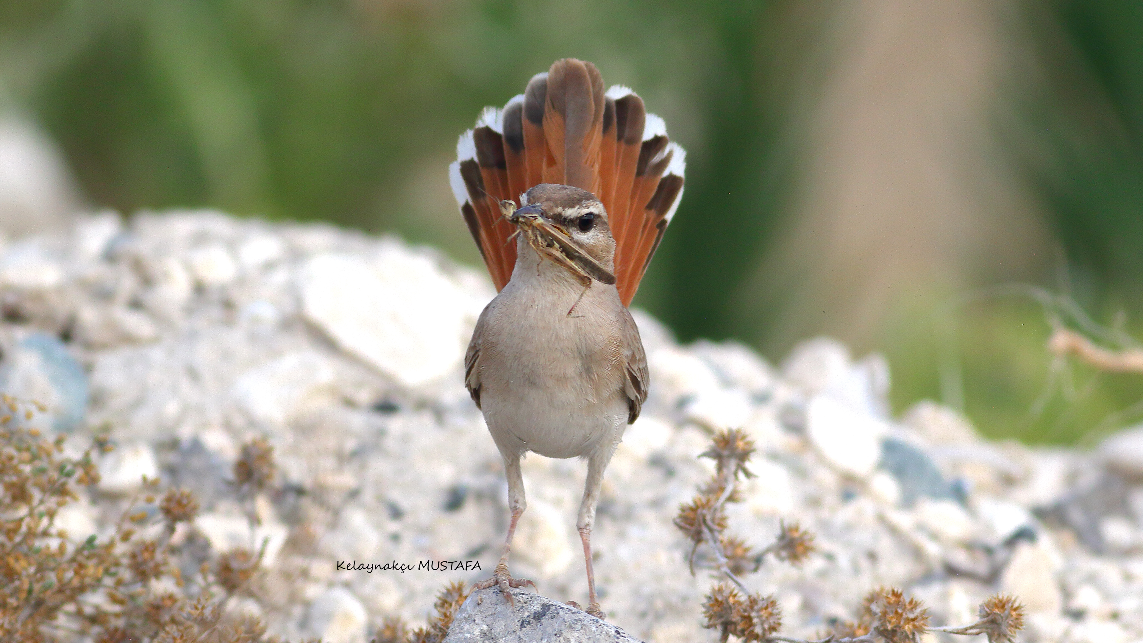 Rufous-tailed Scrub-Robin